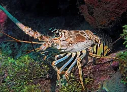 SeaLife_SeaDragon_edit_.jpg.webp