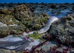 Shane Gross C courtesy Wildlife Photographer of the Year.png.webp