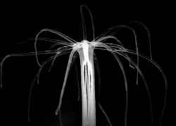 The-sea-anemone-Nematostella-vectensis-active-in-the-dark.-Raphael-Aguillon.jpg.webp