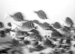 ThomasAnderson_Motion_Blur_Photo_edit   .jpg.webp