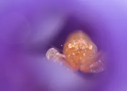 TunicateShrimp_JoeDaniels.jpg.webp