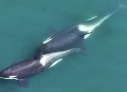 Two-whales-allokelping C-with-a-small-length-of-kelp-stem-visible-between-them.-Center-for-Whale-Research C-NMFS-NOAA-Permit-_.jpg.webp