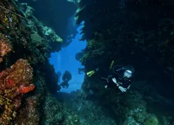ac_me-at-split-coral-head_bartnicka.gif.webp