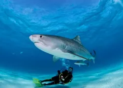 aggresive-sharks-and-divers-shutterstock.jpg.webp
