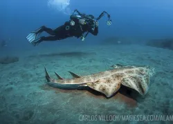 angelshark-bizarre-shark-species-spd.jpg.webp