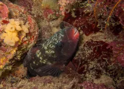 animal-behavior-parrotfish-mucus.jpg.webp