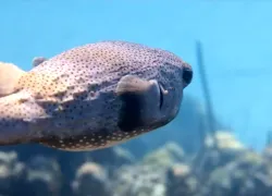 beginner-underwater-videographer.jpg.webp