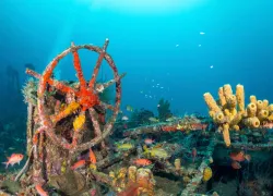bestdiving_martiniquewrecks.jpg.webp