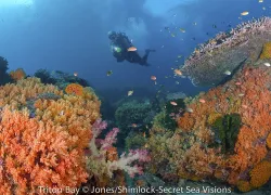 bhs_press_triton_bay.jpg.webp