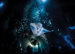 big-island-hawaii-kona-manta-night-dive-greg-lecoeur-.jpg.webp