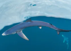 blueshark.jpg.webp