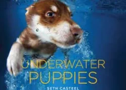 casteel_underwaterpuppiesfinal.jpg.webp