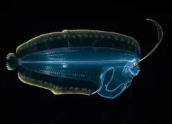 chascanopsetta-prorigera.jpg.webp
