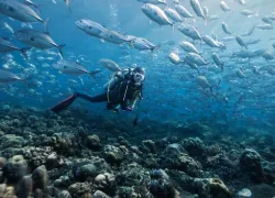 clearing-dive-bc-.jpg.webp