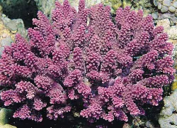 conserv_acropora-globiceps-coral_noaa.jpg.webp