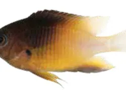 coolcritter.jpg.webp