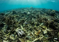 coral-reef-komodo-national-park.jpg.webp