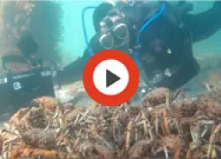 crabthumb.jpg.webp