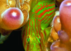 critter_hunt__broad-barred__coralgoby.jpg.webp