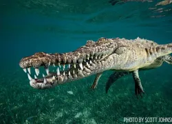 crocodile-underwater-cuba-garden-queen.jpg.webp