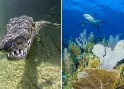 cuba diving crocodile and sharks   .jpg.webp