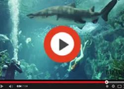 dive-thumbnail-video_.jpg.webp