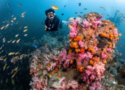 divingthailand_Zephyr_p_shutterstock__.jpg.webp