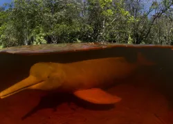 dolphin_amazon_DSC_ C AThomas Peschak nvarley ngs.org _.jpg.webp