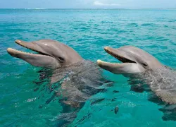 dolphinsqueal.jpg.webp
