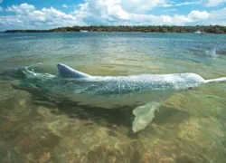 dolphintale.jpg.webp