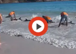 dolphinthumb.jpg.webp