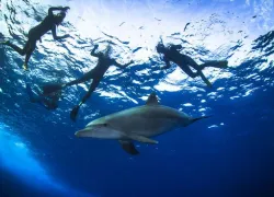 egypt-diving-.jpg.webp