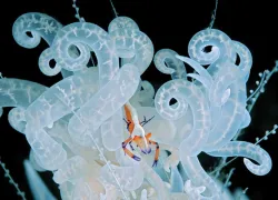 emperorshrimp.jpg.webp