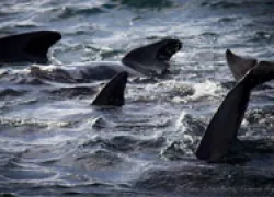 faroe_whale_thumbnail.jpg.webp