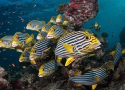 underwater photography photoshop tips
