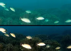 fisn_beforeandafter.jpg.webp