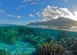 frenchpolyneisa_mooreadiving_vavea photography_shutterstock_.jpg.webp