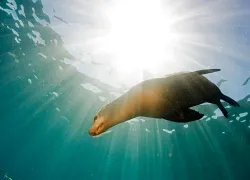 galapagos_istock__full-opt.jpg.webp