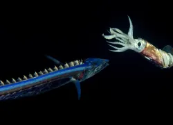 snake mackerel