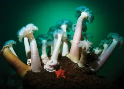 giant-plumedanemones.jpg.webp