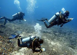 Gili coral reef survey