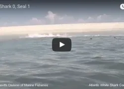 great-white-seal-video.jpg.webp
