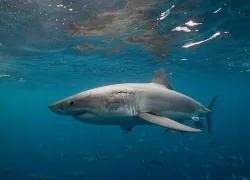 great-white-shark-shutterstock-wildestanimal.jpg.webp