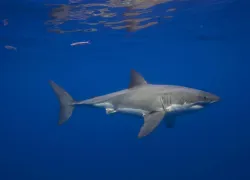 great_white_shark.jpg.webp