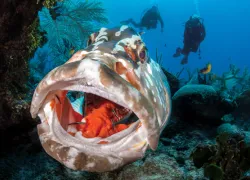grouper.jpg.webp