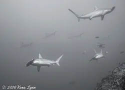 Scalloped Hammerhead Sharks 