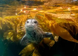 harborseal_Joe Belanger_shutterstock_.jpg.webp