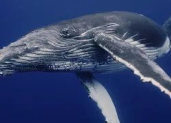 humpbackwhale_Stanislav Stelmakhovich_shutterstock_.jpg.webp