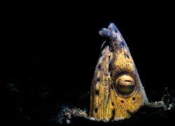images-night-dives-black-finned-snake-eel-alex-mustard--eel.jpg.webp