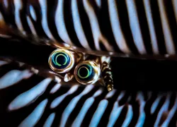 images_eyes_greg_lecoeur_spd.jpg.webp